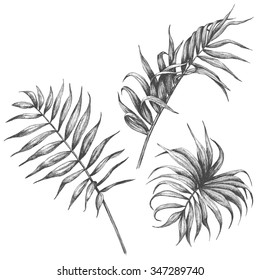 Hand Drawn Branches And Leaves Of Tropical Plants.  Palm Fronds Isolated On White Background.