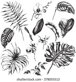 Hand drawn branches and leaves of tropical plants. 