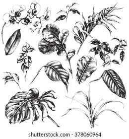 Hand drawn branches and leaves of tropical plants. 