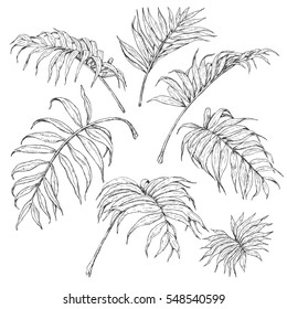 Hand Drawn Branches And Leaves Of Tropical Plants. Palm Fronds Sketch.