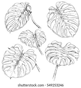 Hand Drawn Branches And Leaves Of Tropical Plants. Monstera Fronds Sketch.