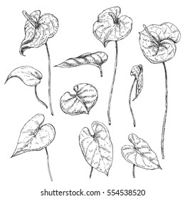 Hand drawn branches and leaves of tropical plants. Anthurium flowers sketch.