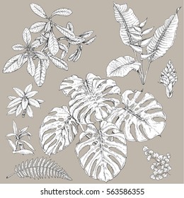 Hand drawn branches and leaves of tropical plants. Black and white floral  set isolated on gray background. Synadenium, monstera, fern fronds sketch.