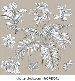 Hand drawn branches and leaves of tropical plants. Black and white floral  set isolated on gray background. Ficus, palm fronds sketch.