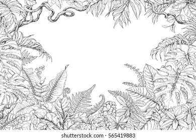 Hand Drawn Branches And Leaves Of Tropical Plants. Monochrome Rectangle Horizontal Floral Frame. Monstera, Ficus, Fern, Liana, Palm Fronds Sketch. Black And White Illustration Coloring Page For Adult.