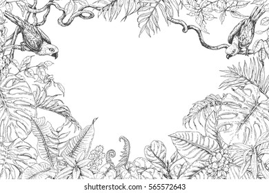 Hand drawn branches   leaves tropical plants  Monochrome rectangle horizontal floral frame and birds sitting liana branches  Black   white coloring page for adult  Vector sketch 