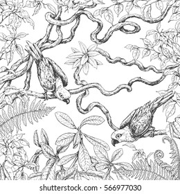 Hand drawn branches and leaves of tropical plants. Monochrome parrots sitting on liana branches. Black and white coloring page for adult. Vector sketch.