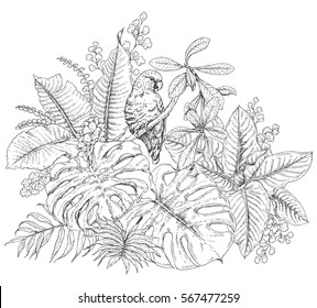 Hand drawn branches   leaves tropical plants  Monochrome floral bunch and bird   Parrot sitting branch  Black   white coloring page for adult  Vector sketch 