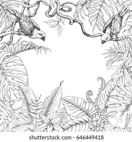 Hand drawn branches and leaves of tropical plants. Monochrome square floral frame with birds sitting on liana branches. Black and white border with space for text. Vector sketch.