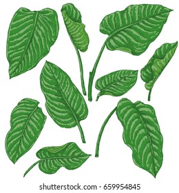 Hand drawn branches and leaves of tropical plants. Dieffenbachia green fronds isolated on white background. Vector sketch.