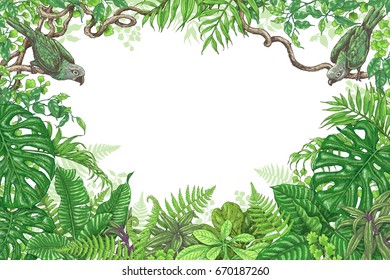 Ramas dibujadas a mano y hojas de plantas tropicales. Rectángulo vivo, marco floral horizontal con pájaros sentados sobre ramas de liana. Esbozo vectorial. Espacio para texto.