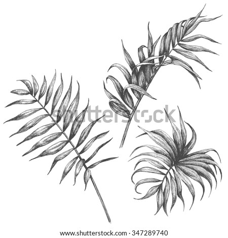 Hand drawn branches and leaves of tropical plants.  Palm fronds isolated on white background.