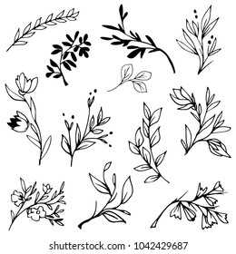 Hand drawn branches, plants, blooms and buds. Black and white botanical illustration. 