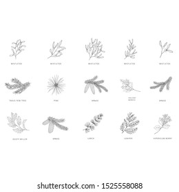 Ramas dibujadas a mano de plantas y árboles. Conjunto de gráficos vectoriales de línea