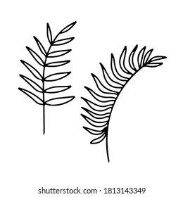 Hand drawn branches set of tropical plants  isolated on white background. Outline vector illustration. Design for pattern, logo, template, banner, posters, invitation, greeting card 