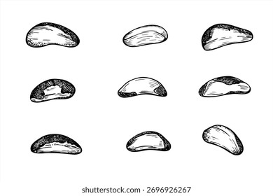 Hand drawn Brazil nut set monochrome vector black and white illustration. Healthy peeled nuts realistic graphic sketch. Raw ingredients for food packaging, cookbooks, health blogs, website design.