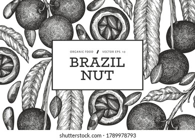 Hand drawn brazilian nut branch and kernels design template. Organic food vector illustration on white background. Retro nut illustration. Engraved style botanical banner.
