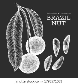 Hand drawn brazilian nut branch and kernels. Organic food vector illustration on chalk board. Retro nut illustration. Engraved style botanical picture.