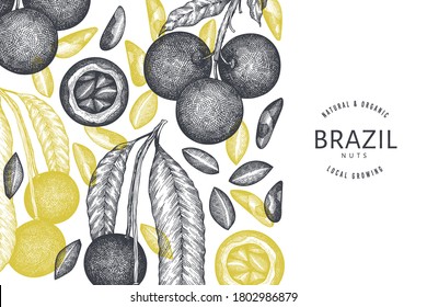 Hand drawn brazilian nut branch and kernels design template. Organic food vector illustration on white background. Retro nut illustration. Engraved style botanical banner.