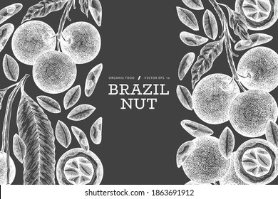 Hand drawn brazilian nut branch and kernels design template. Organic food vector illustration on chalk board. Retro nut illustration. Engraved style botanical banner.