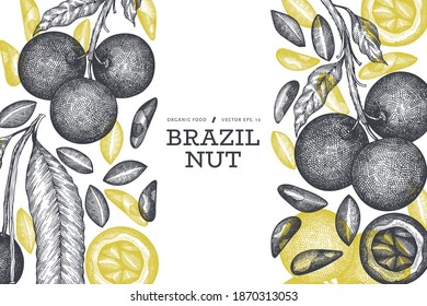 Hand drawn brazilian nut branch and kernels design template. Organic food vector illustration on white background. Retro nut illustration. Engraved style botanical banner.