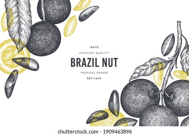 Hand drawn brazilian nut branch and kernels design template. Organic food vector illustration on white background. Retro nut illustration. Engraved style botanical banner.