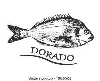 Hand drawn bream fish. Dorado fish. Vector illustration.