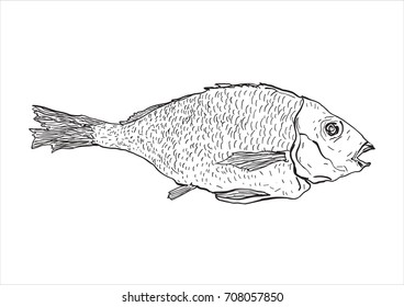 Hand drawn bream fish. Dorado fish. Vector illustration.