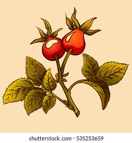 Hand drawn briar isolated. Leaf and plant of dog rose. Medicinal herbs. botanical illustration.