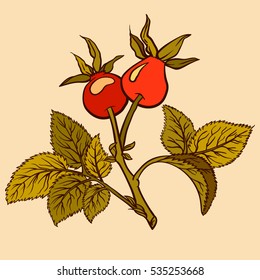 Hand drawn briar isolated. Leaf and plant of dog rose. Medicinal herbs. botanical illustration.flat color