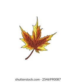 Hand drawn bright autumn maple leaf on isolated white background. Vector illustration of yellow and red leaf in vintage graphic style. Watercolor drawing. Element for design.