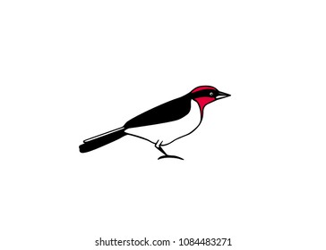 Hand drawn bright Cardinal bird made in vector. Beautiful animal design element, ink drawing, logo template