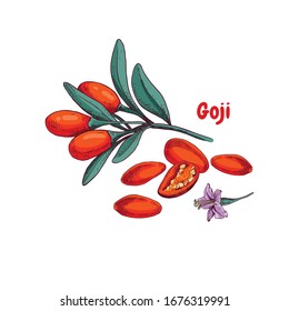 Hand drawn bright goji berries on a branch. Superfood. Vector illustration in retro style isolated on white background.