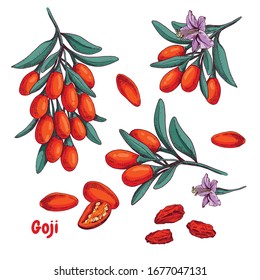 Hand drawn bright goji berries on a branch and flower. Superfood. Vector illustration in retro style isolated on white background.