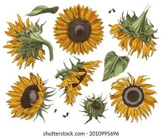 Montaje de girasoles vectoriales brillantes dibujados a mano. Ilustración floral