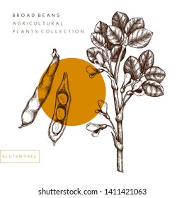 Hand Drawn Broad Bean Illustration. Gluten Free Food. Agricultural Plant Drawing With Beans, Leaves And Flowers. Vegan And Healthy. Great For Packaging, Label, Icon. Vector Outlines. Trendy Design