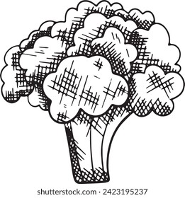 handgezeichnet Broccoli. Grafik-Vektorgrafik mit schwarzer Tinte