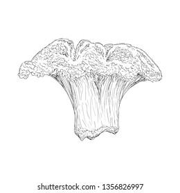 Hand drawn broccoli illustration vector 