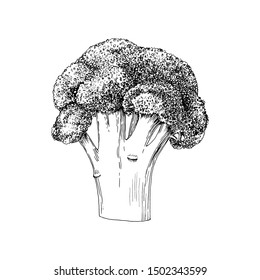 Hand drawn broccoli isolated on white background. Vector illustration

