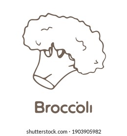 
Hand drawn broccoli isolated on white background, vector illustration in sketch style