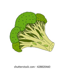Hand drawn broccoli isolated on white. Vector illustration of broccoli. Green vegetarian healthy food. Hand drawn fresh broccoli for market, agriculture design, diet concept. 