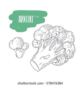 Hand drawn broccoli isolated on white. Sketch style vegetables with slices for market, kitchen or food package design. Vector illustration