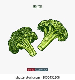 Hand drawn broccoli isolated. Template for your design works. Engraved style vector illustration.
