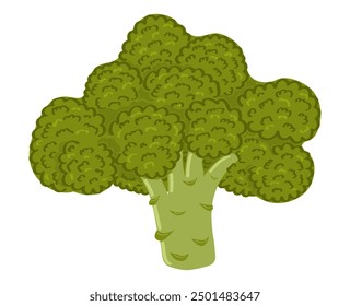 Hand drawn broccoli on white background. Botanical vector illustration of green vegetable