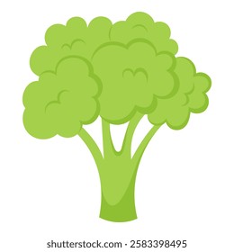 Hand drawn broccoli on white background