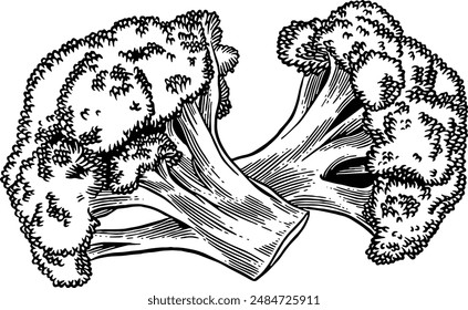 Hand drawn Broccoli Sketch Illustration