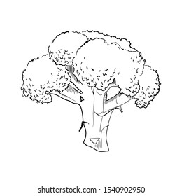 Hand drawn broccoli sketch for print. isolated on white background.