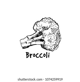 Hand drawn broccoli. Sketch, vector illustration.