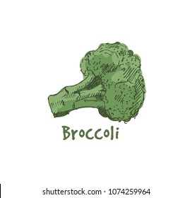 Hand drawn broccoli. Sketch, vector illustration.