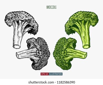 Hand drawn broccoli. Template for your design works. Engraved style vector illustration.